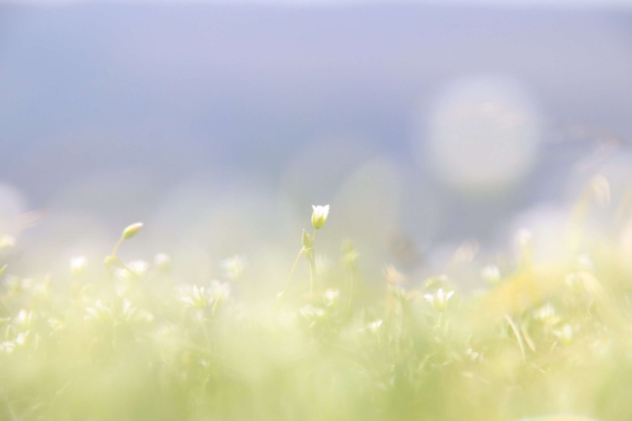 White wildflowers, spring nature background